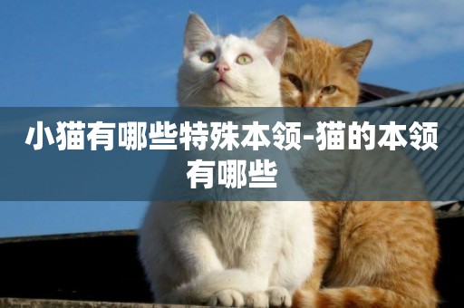 小猫有哪些特殊本领-猫的本领有哪些